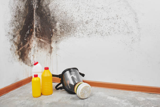 Best Emergency Mold Removal  in Mount Pleasant, TX