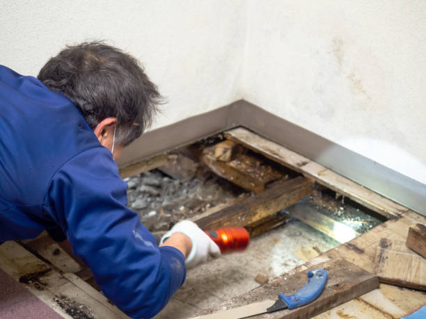 Best Certified Mold Removal  in Mount Pleasant, TX