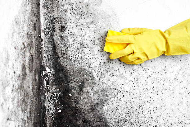 Best Residential Mold Removal  in Mount Pleasant, TX