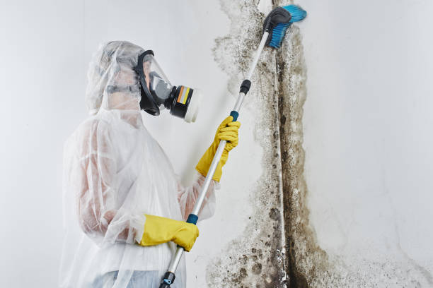 Best Mold Removal Near Me  in Mount Pleasant, TX