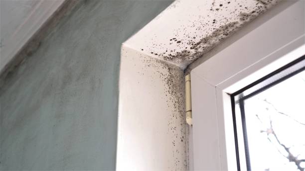 Mount Pleasant, TX Mold Removal Company