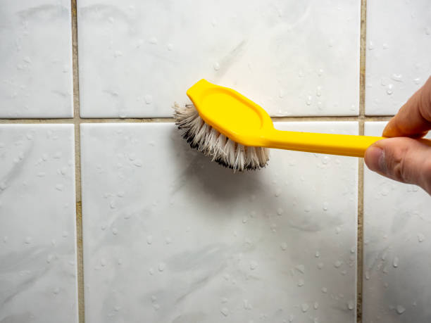 Best Black Mold Removal  in Mount Pleasant, TX
