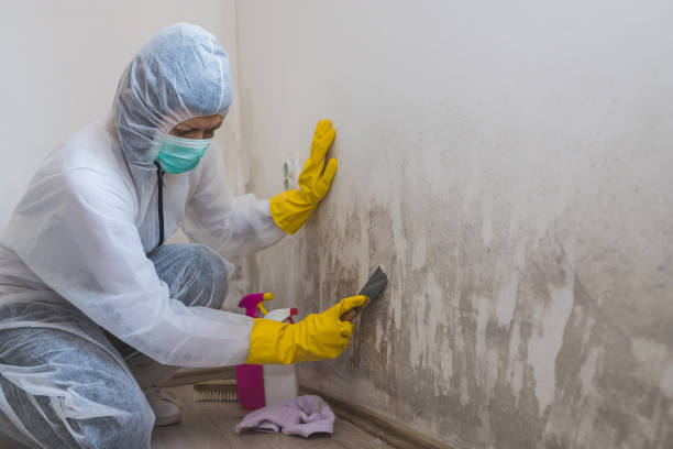 Best Affordable Mold Removal  in Mount Pleasant, TX