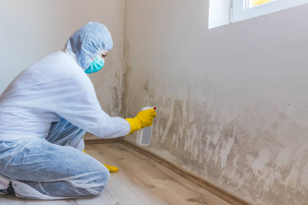 Best Commercial Mold Removal  in Mount Pleasant, TX
