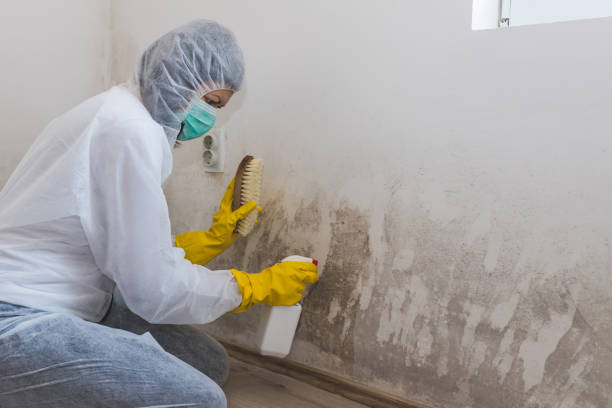 Best Mold Remediation  in Mount Pleasant, TX