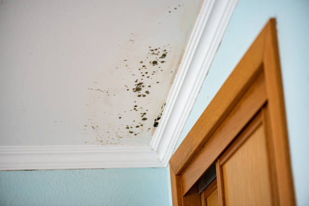 Best Fast Mold Removal  in Mount Pleasant, TX