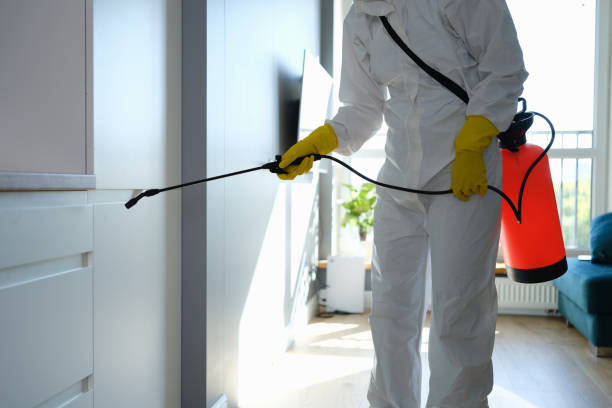 Attic Mold Removal in Mount Pleasant, TX