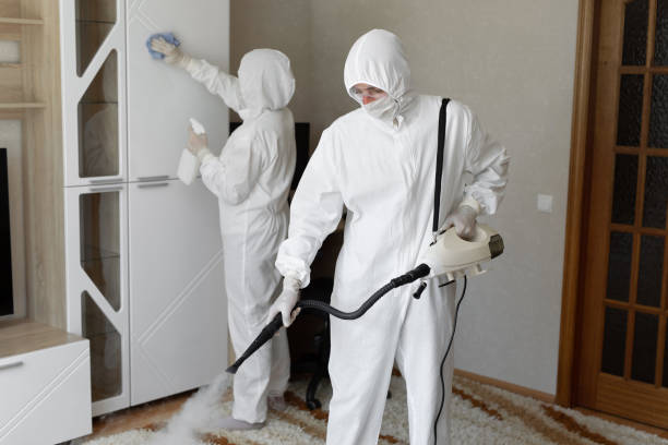 Best Professional Mold Removal  in Mount Pleasant, TX