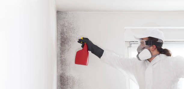 Best Affordable Mold Removal  in Mount Pleasant, TX