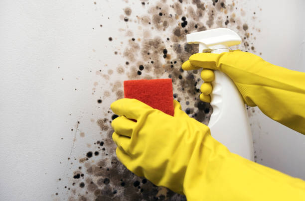 Best Residential Mold Removal  in Mount Pleasant, TX
