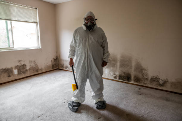 Best Attic Mold Removal  in Mount Pleasant, TX