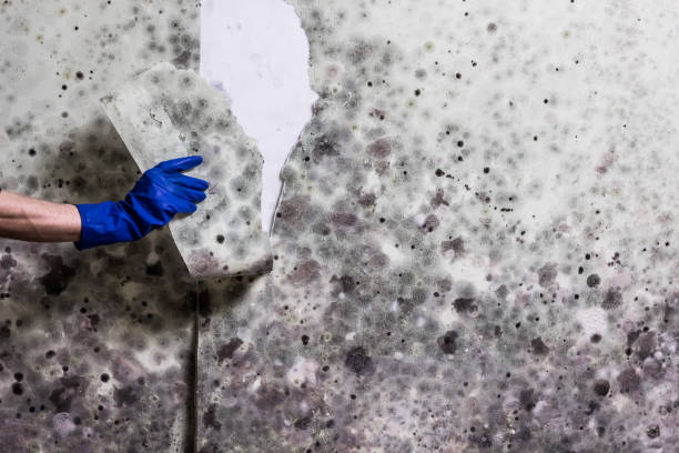 Best Home Mold Removal  in Mount Pleasant, TX