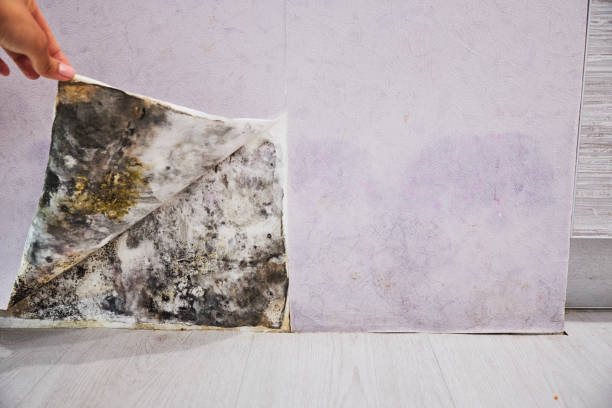 Mount Pleasant, TX Mold Removal Pros